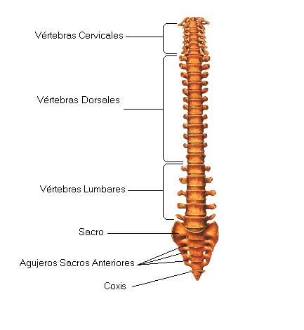 foto columna vertebral